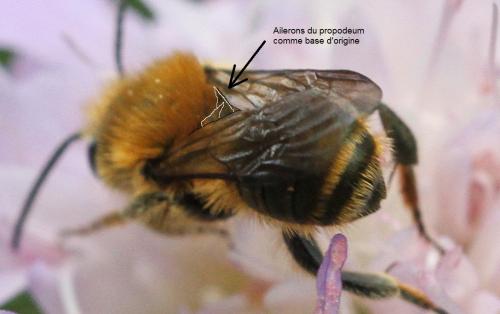 Osmia leaiana